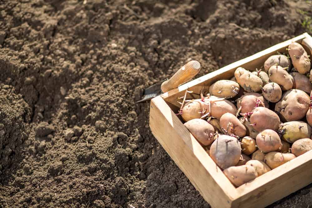 You are currently viewing Can You Plant Sprouted Potatoes?(10 Tips & How to Guide)