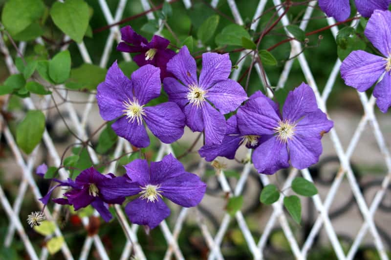 You are currently viewing 15 Best Vine with Purple Flowers