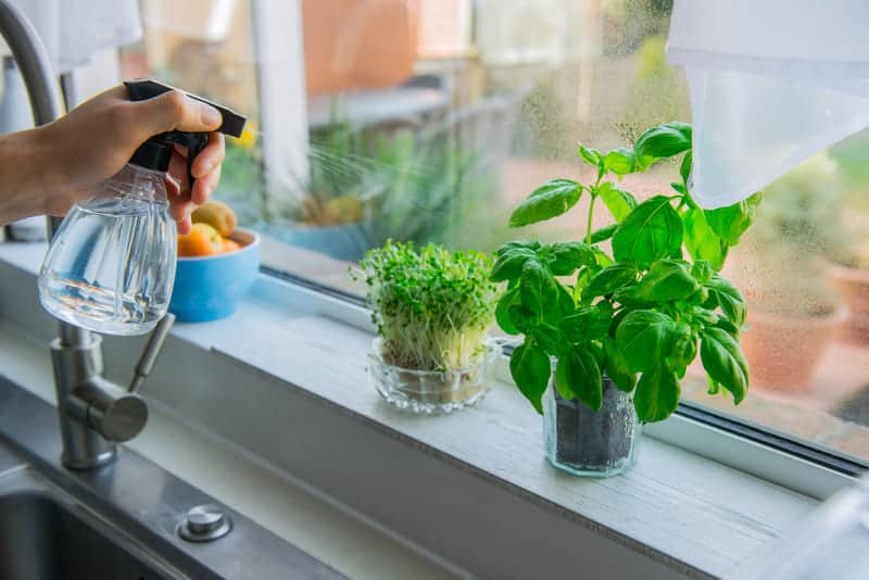 You are currently viewing How Often to Water Basil? (Complete Guide)