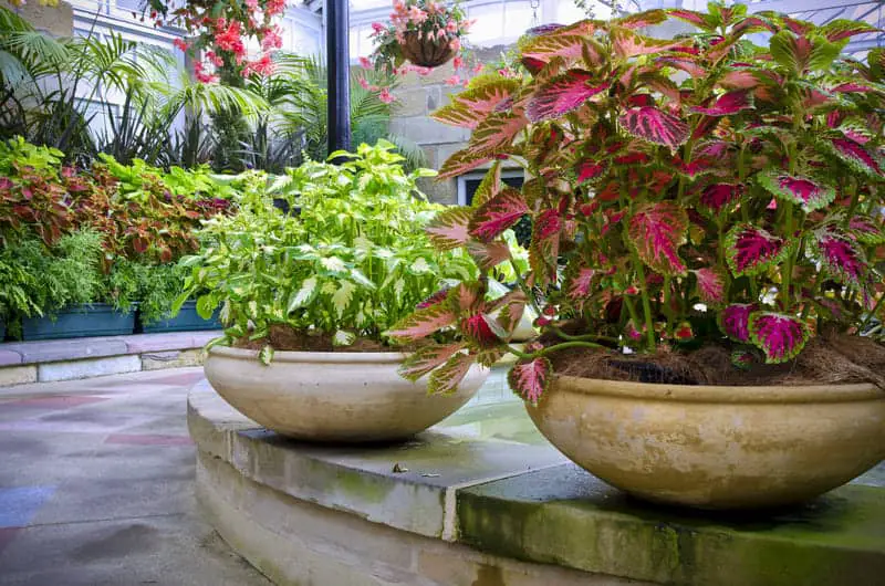 You are currently viewing Is Coleus Annual or Perennial?