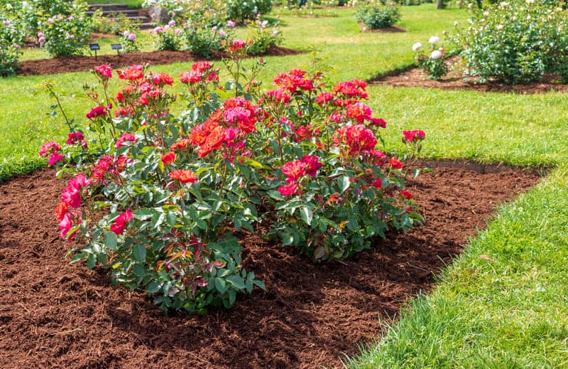 You are currently viewing How to Kill Grass in Flower Beds? (10 Natural Ways)