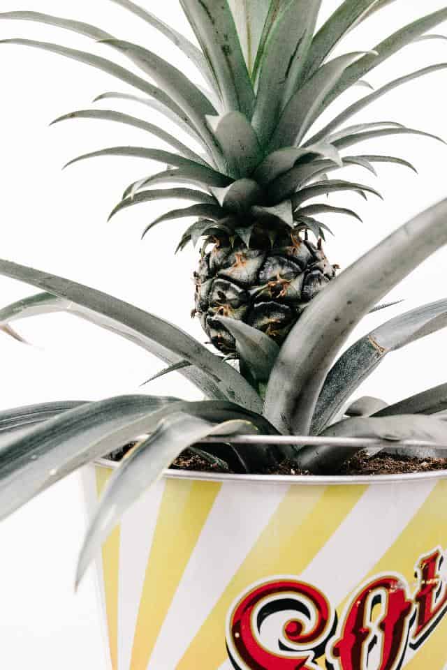 grow Pineapple