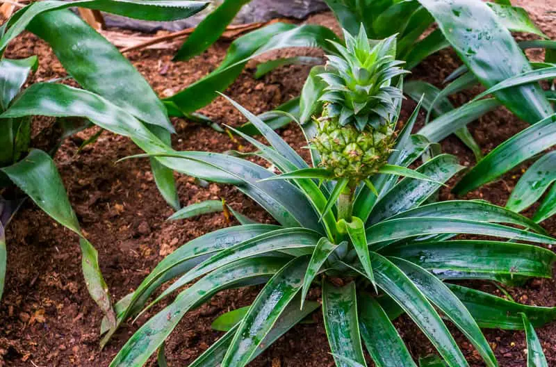 You are currently viewing How Long Does it Take to Grow a Pineapple? (Must Read)