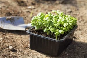Read more about the article How Long Does Basil Take to Grow?