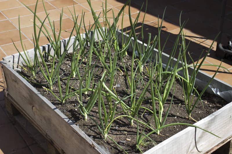 You are currently viewing How to Grow Onions From Seed? (Complete Guide)
