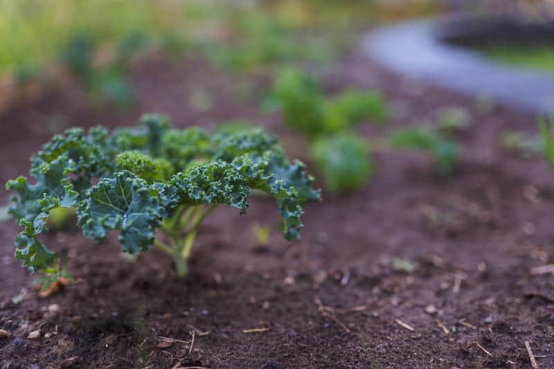 You are currently viewing 10 Best Kale Companion Plants