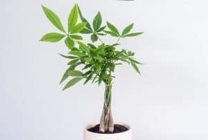 Read more about the article How Often to Water a Money Tree?