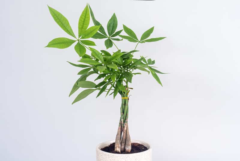 You are currently viewing How Often to Water a Money Tree?