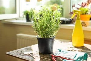 Read more about the article Rosemary Turning Brown: 7 Causes & Cure