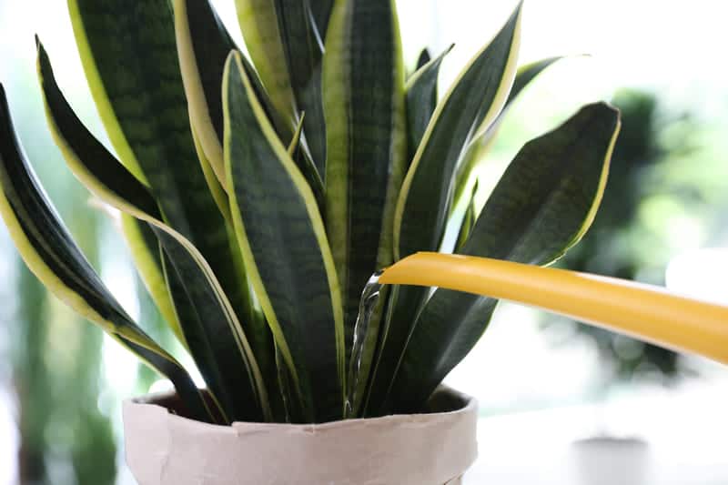 You are currently viewing How Often Should You Water a Snake Plant? (Complete Guide)