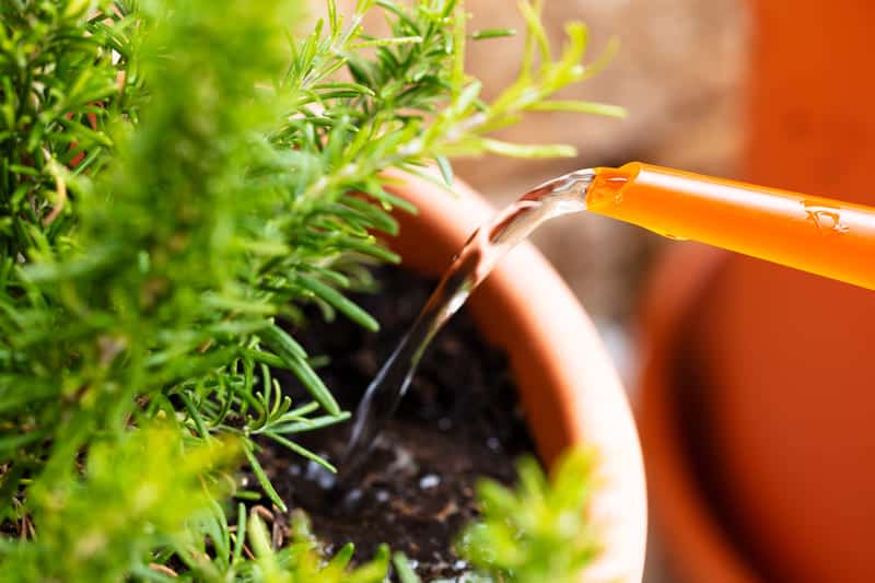 You are currently viewing How Often To Water Rosemary Plants: A Complete Care Guide!