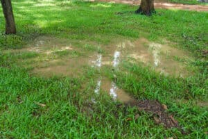Read more about the article How to Fix a Muddy Yard: The Ultimate Guide