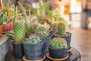 Read more about the article Why is My Cactus Turning Yellow? (8 Things to Check)