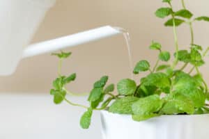 Read more about the article How Often Do You Water Mint? (Year-Round Guide)