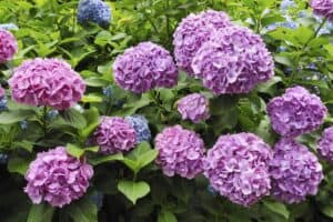 Read more about the article Why Are My Hydrangeas Wilting? (7 Reasons & Cure)