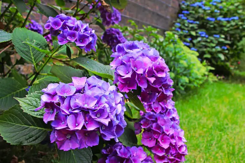 You are currently viewing Types of Hydrangeas: Complete Guide