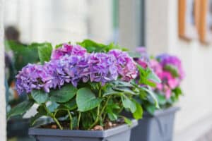 Read more about the article How To Deadhead Hydrangeas (Easy Guide)