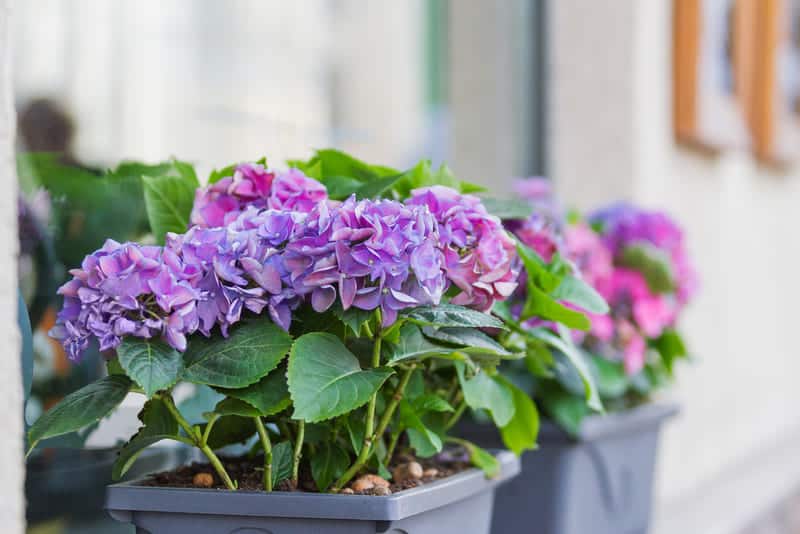 You are currently viewing How To Deadhead Hydrangeas (Easy Guide)