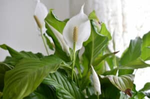 Read more about the article Peace Lily Flower Turning Brown: Causes and Cure