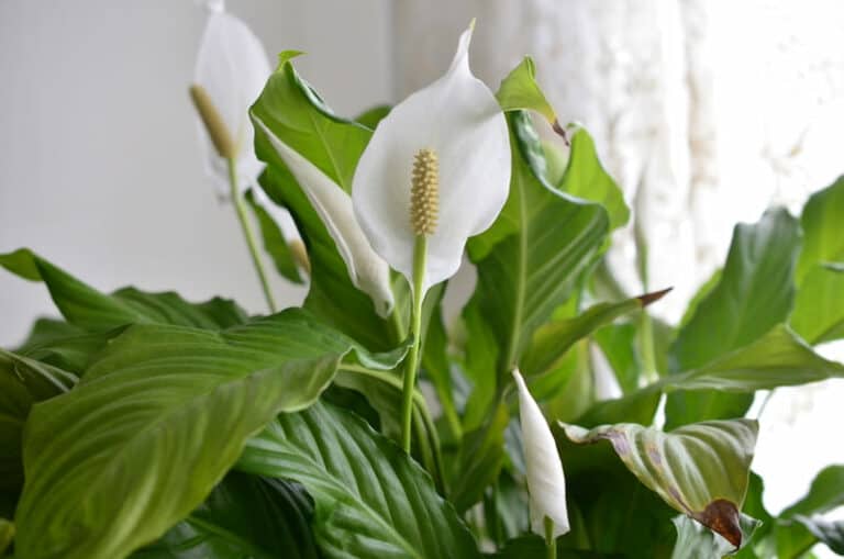 Peace Lily Flower Turning Brown Causes and Cure Cutting Edge Plants