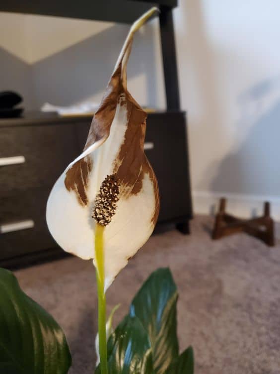 Peace Lily Flower Turning Brown