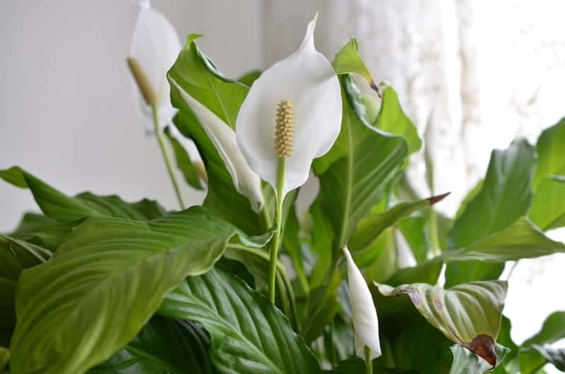 You are currently viewing Peace Lily Flower Turning Brown: Causes and Cure