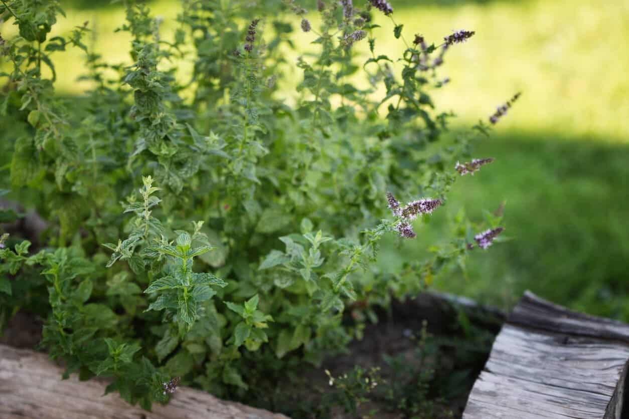 You are currently viewing Why Is My Mint Plant Flowering? (What to Do?) 