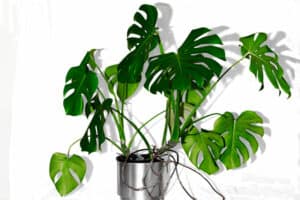 Read more about the article Monstera Aerial Roots: What To Do With Them?