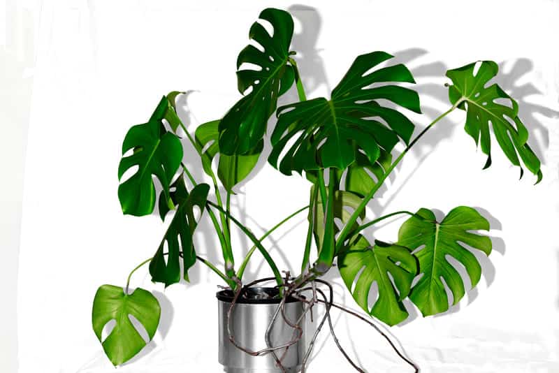 You are currently viewing Monstera Aerial Roots: What To Do With Them?