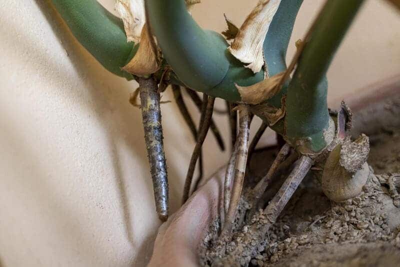Monstera Roots