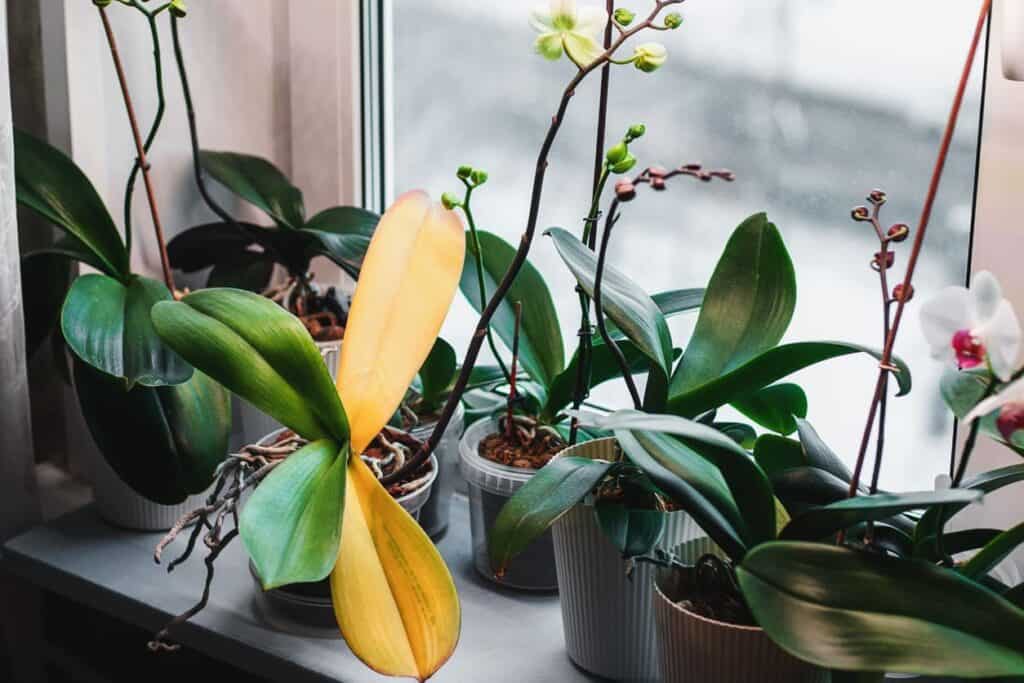 Orchid Leaves Turning Yellow (Causes & Cure) Cutting Edge Plants