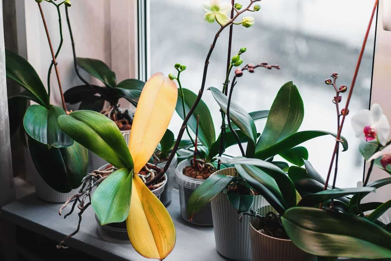 You are currently viewing Orchid Leaves Turning Yellow (Causes & Cure)