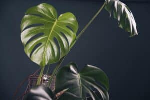 Read more about the article Best Soil For Monstera (Soil Mix Guide)