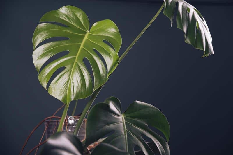 You are currently viewing Best Soil For Monstera (Soil Mix Guide)