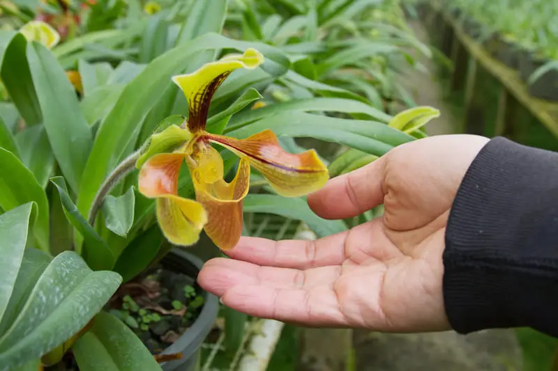 You are currently viewing Why Is My Orchid Wilting? (6 Causes & Cure)