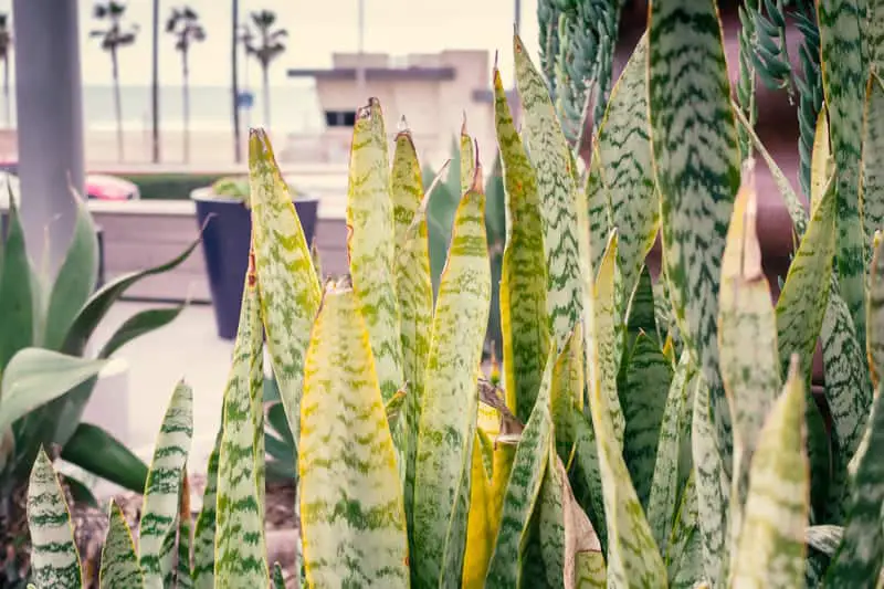 You are currently viewing Snake Plant Leaves Turning Yellow (6 Causes & Cures)