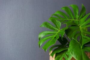 Read more about the article Monstera vs Split Leaf Philodendron: How To Identify?