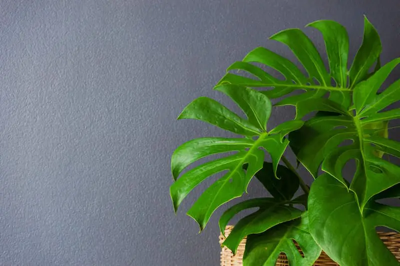 You are currently viewing Monstera vs Split Leaf Philodendron: How To Identify?
