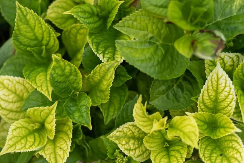 You are currently viewing Hydrangea Leaves Turning Yellow (6 Reasons & Cure)