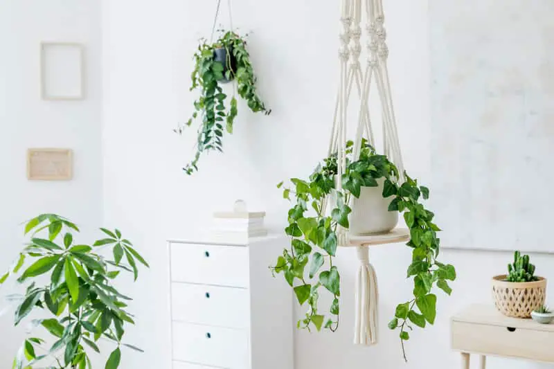 You are currently viewing 25 Best Low-Light Indoor Hanging Plants