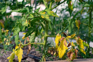 Read more about the article Yellow Leaves on Tomato Plants (10 Reasons & How To Fix Them)