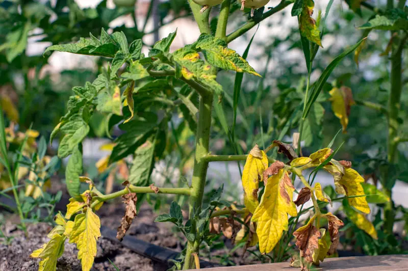 You are currently viewing Yellow Leaves on Tomato Plants (10 Reasons & How To Fix Them)