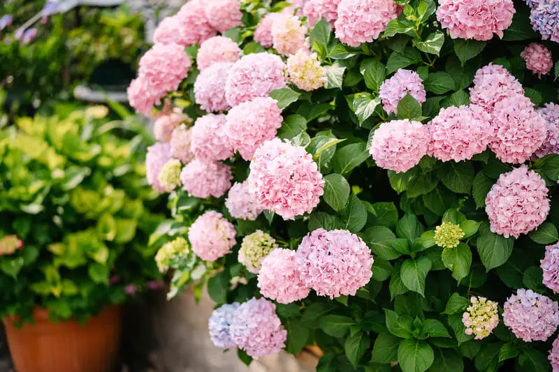 You are currently viewing Can Hydrangeas Grow In Full Sun? (Learn Here)