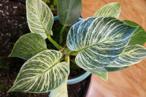 Read more about the article How To Care For A Philodendron Birkin (Complete Guide)