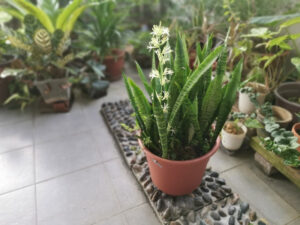 Read more about the article Do Snake Plants Flower: 5 Tips to Make it Bloom