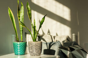 Read more about the article Why Is My Snake Plant Drooping? (8 Major Reasons)