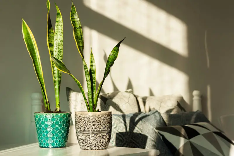 You are currently viewing Why Is My Snake Plant Drooping? (8 Major Reasons)