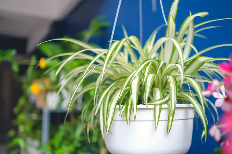 You are currently viewing How To Care For A Spider Plant (Complete Guide)