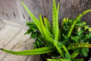 Read more about the article How Fast Does Aloe Vera Grow: Learn Here!