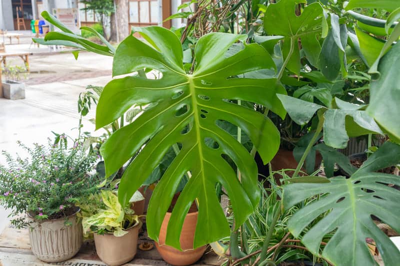 You are currently viewing Can Monstera Live Outside: The Ultimate Care Guide!